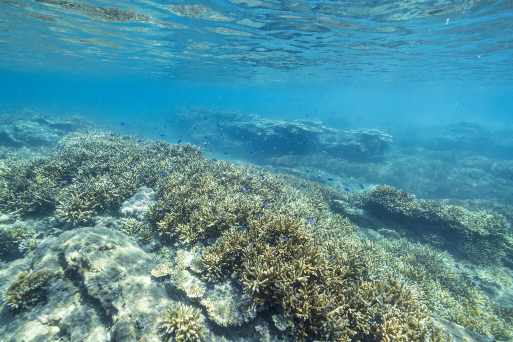 研究所前の「スルギの浜」シュノーケリングで、モニタリング体験・生き物観察を実施予定。